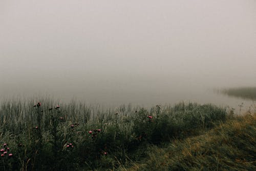 Foto d'estoc gratuïta de amb boira, boira, herba