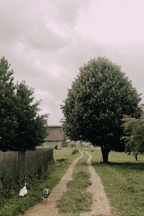 Darmowe zdjęcie z galerii z dom, droga nieutwardzona, drzewa