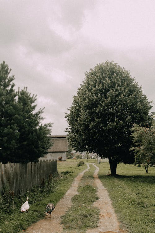 Green Tress Beside the Unpaved Pathway Under Cloudy Sky