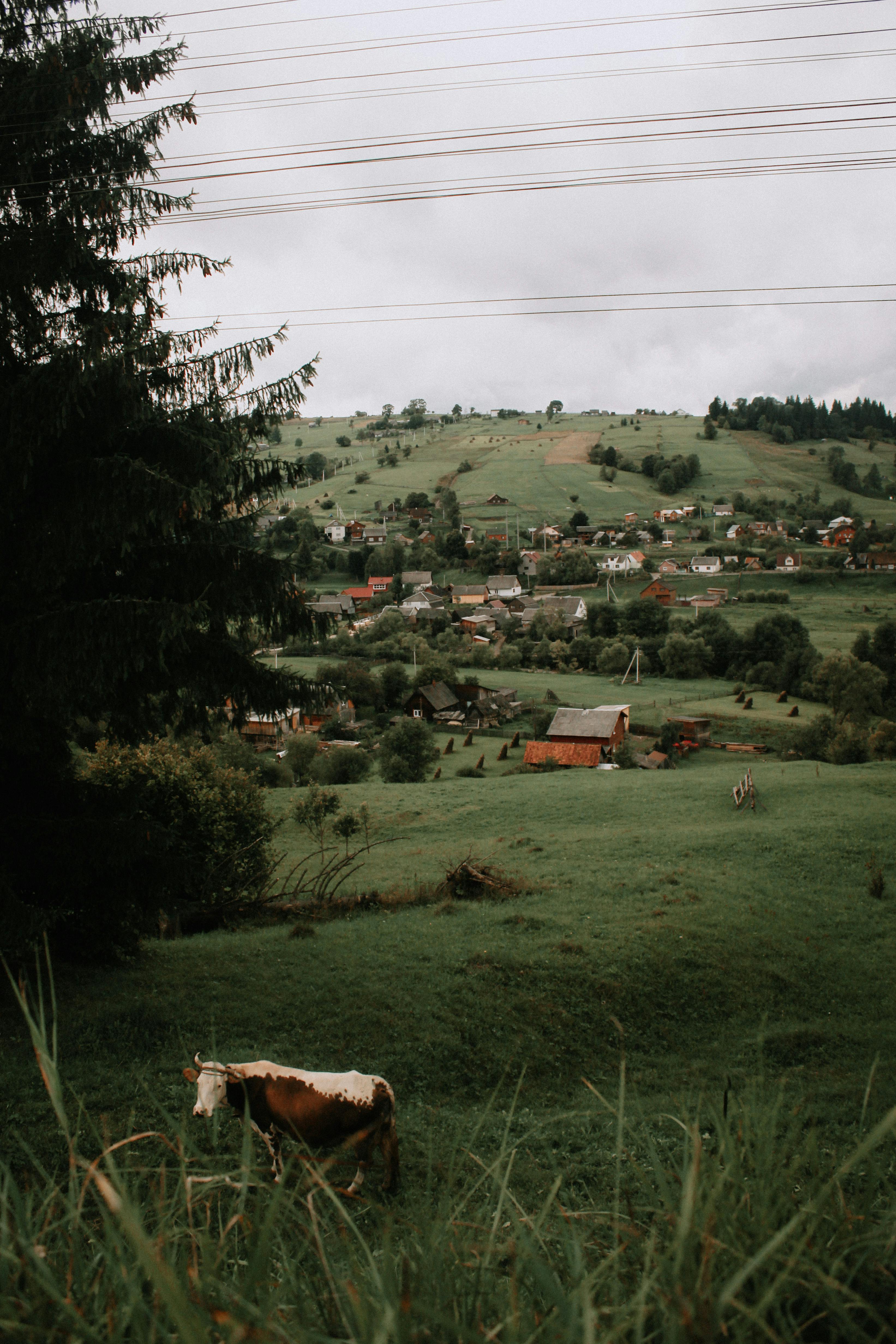 A serene rural landscape with a grazing cow in a lush green countryside setting, under overcast skies.