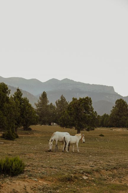Two white horses grazing peacefully in a vast mountain pasture with lush greenery.