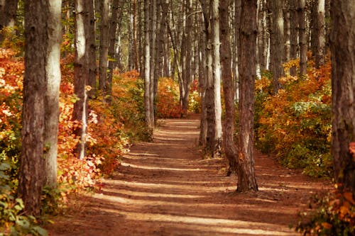 Pathway Between Trees in the Forest in Autumn