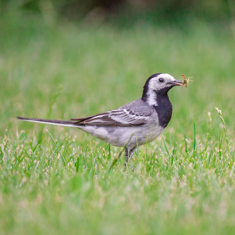 Gray And White Bird On Green Grass Eating Insect