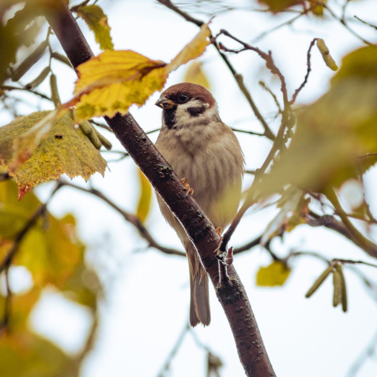 Sparrow on Tree Branch in Autumn