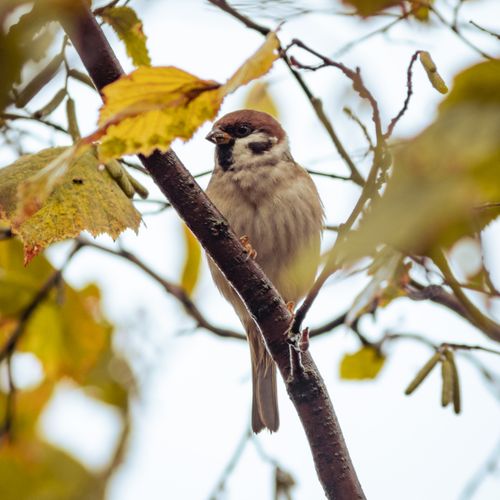 Free A sparrow perched on a branch surrounded by beautiful fall leaves outdoors. Stock Photo