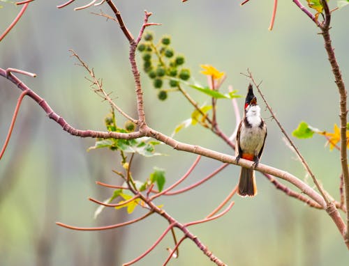 Close-Up Shot of a Red-Whiskered Bulbul Perched on a Tree Branch