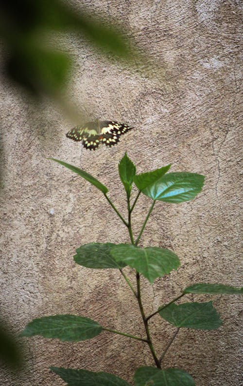 Free stock photo of the butterfly