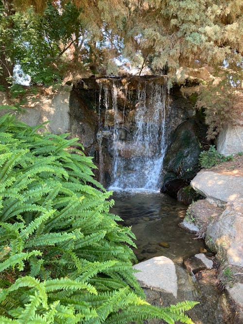 Free stock photo of botanical garden, fern, waterfall Stock Photo