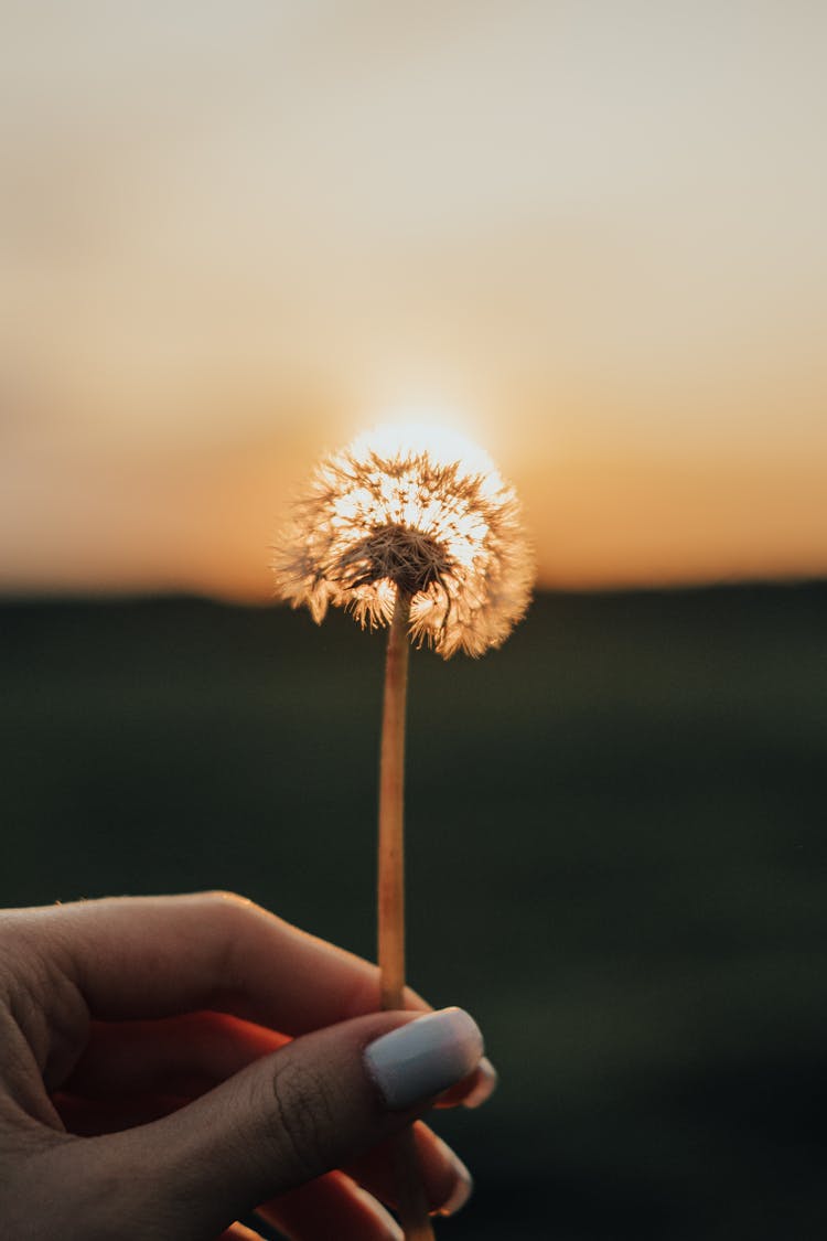 Fingers Holding White Dandelion Against Sun