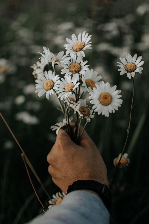 Free An adult hand holds a bouquet of fresh daisies in an outdoor field. Stock Photo