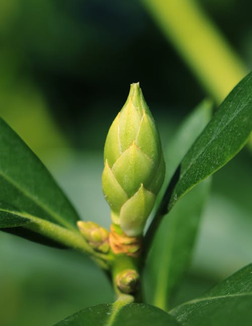 Close-Up Shot of a Flower Bud