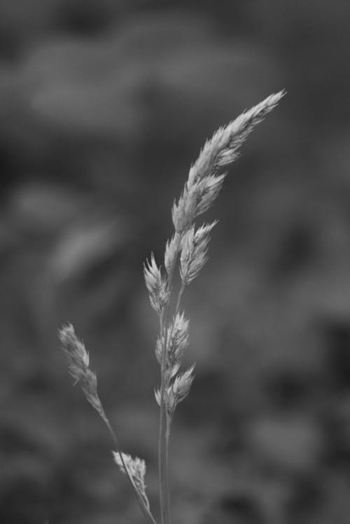 Grayscale Photo of a Wheat 