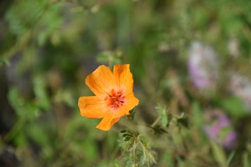Free stock photo of arizona poppy
