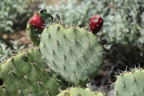Free stock photo of prickly pear cactus