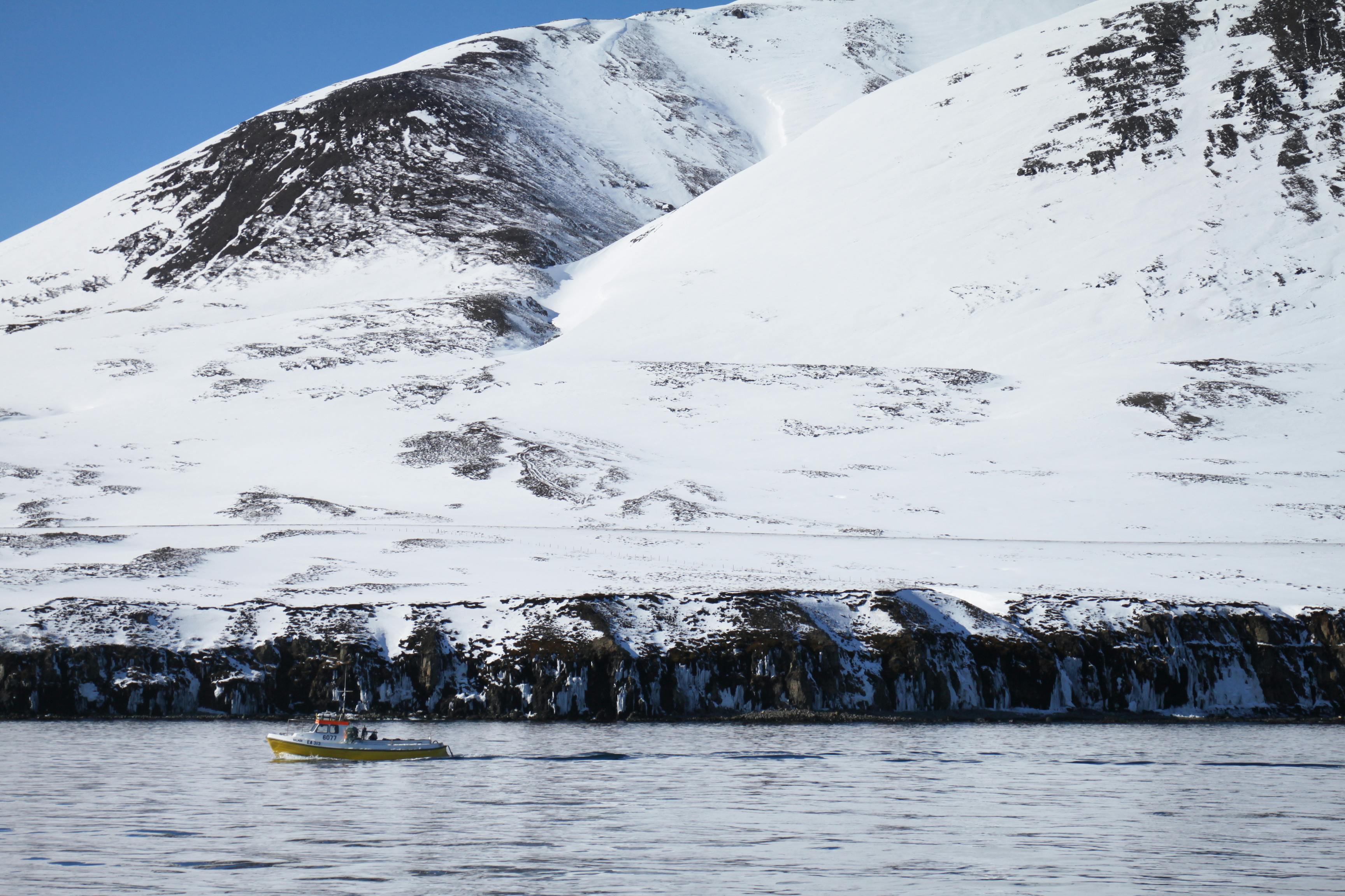 一艘孤独的船在冰冷的水域中驶向冰岛的雪山