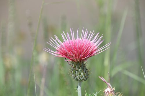 Free stock photo of flowering thistle