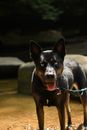 Close-Up Shot of an Australian Kelpie