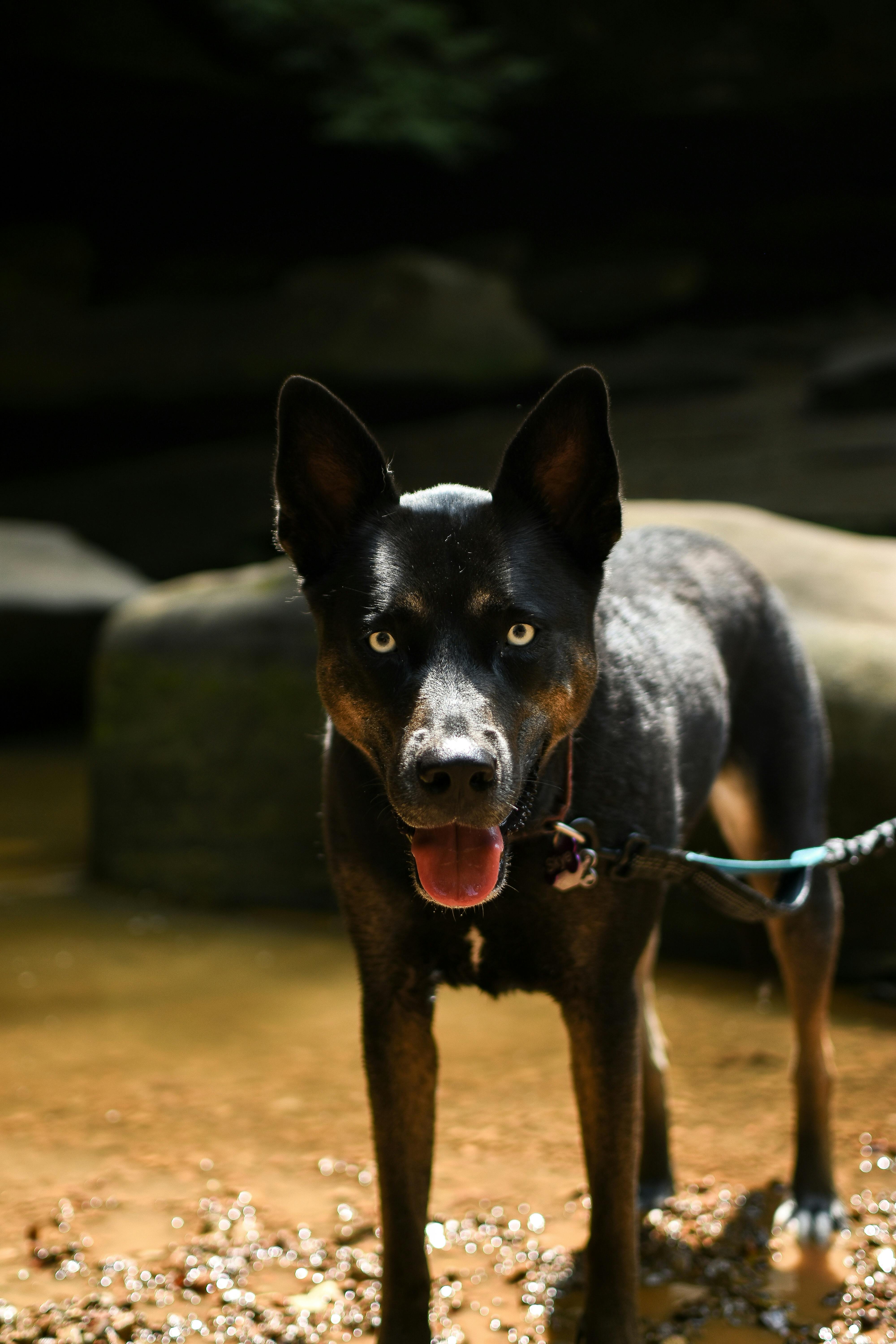 Energetic Australian Cattle Dog standing by a stream, showcasing its playful and curious nature.