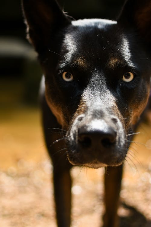 Free Close Up Shot of a Dog Stock Photo