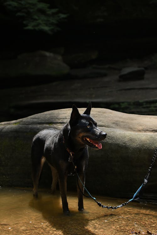Free Dog Standing on the Shore Stock Photo
