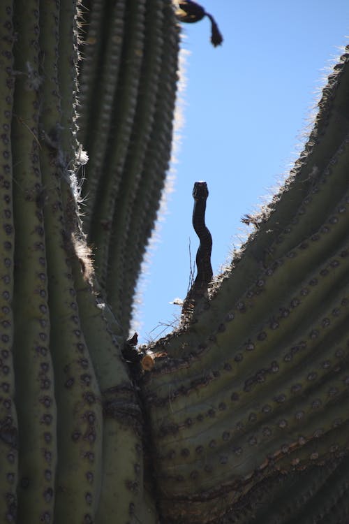 Free stock photo of saguaro cactus, snake