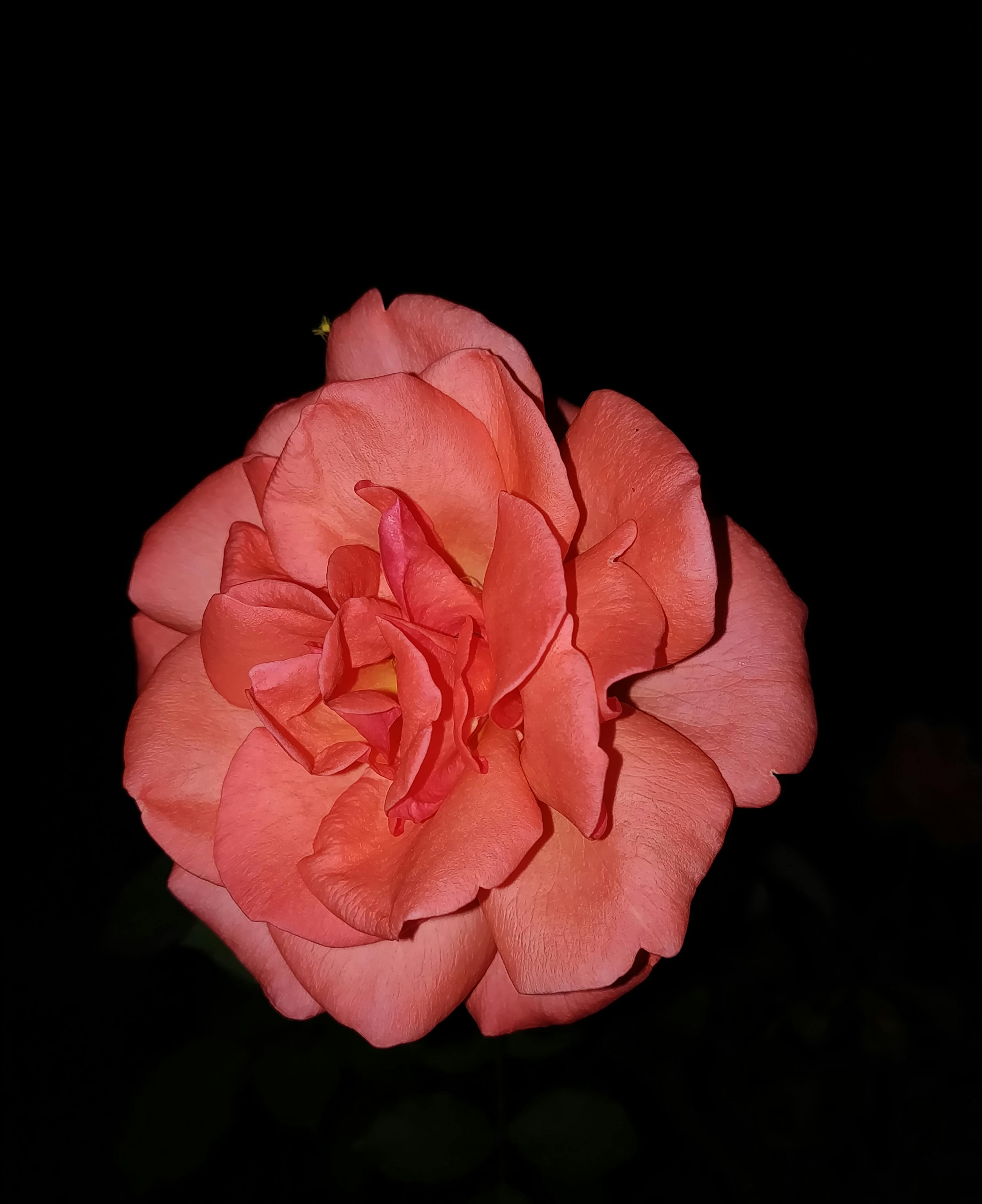 Free stock photo of Oneplus5T, Photography at night, Pink Rose