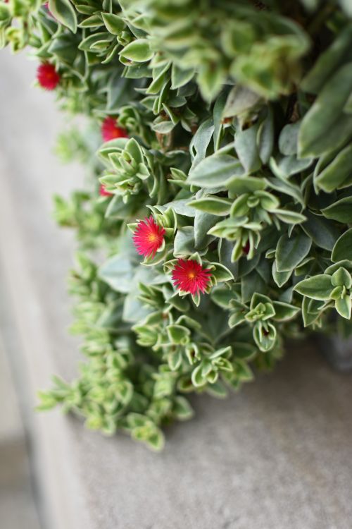 Free Lush green plant with small red flowers and succulent leaves captured in shallow focus. Stock Photo