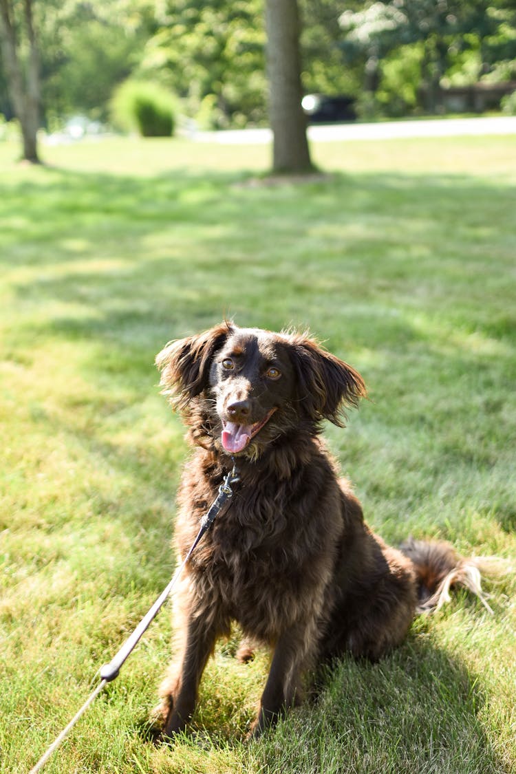 Close-Up Shot Of Boykin Spaniel Sitting On Green Grass
