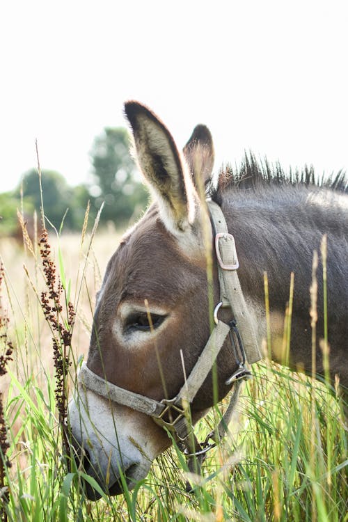 Close-Up Shot of a Pony Eating Grass