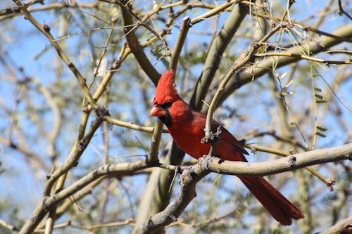 Free stock photo of cardinal