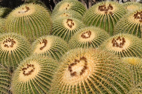 Free stock photo of golden barrel cactuses Stock Photo