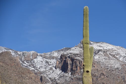Free stock photo of cactus mountains snow Stock Photo