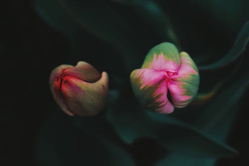 Foto stok gratis alam, bidikan close-up, bunga-bunga