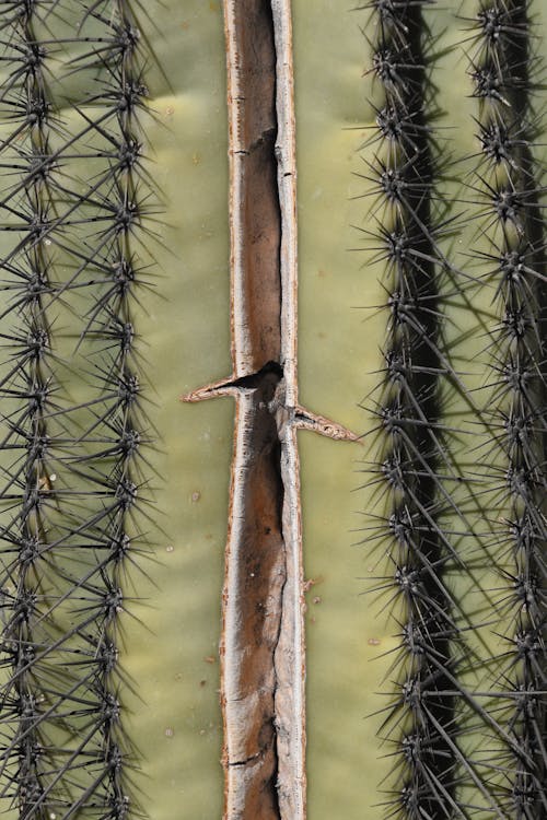 Close up of Cactus Surface