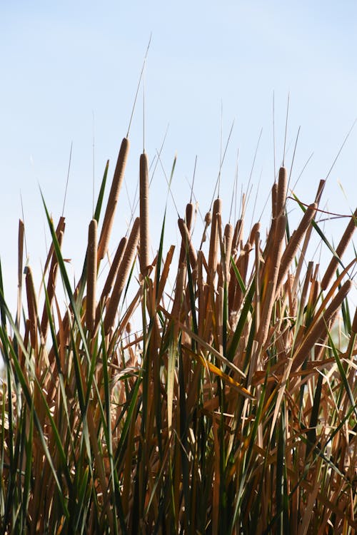 Free stock photo of cattails