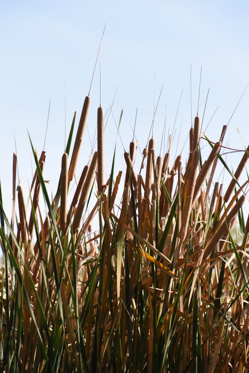 Kostenloses Stock Foto zu cattails