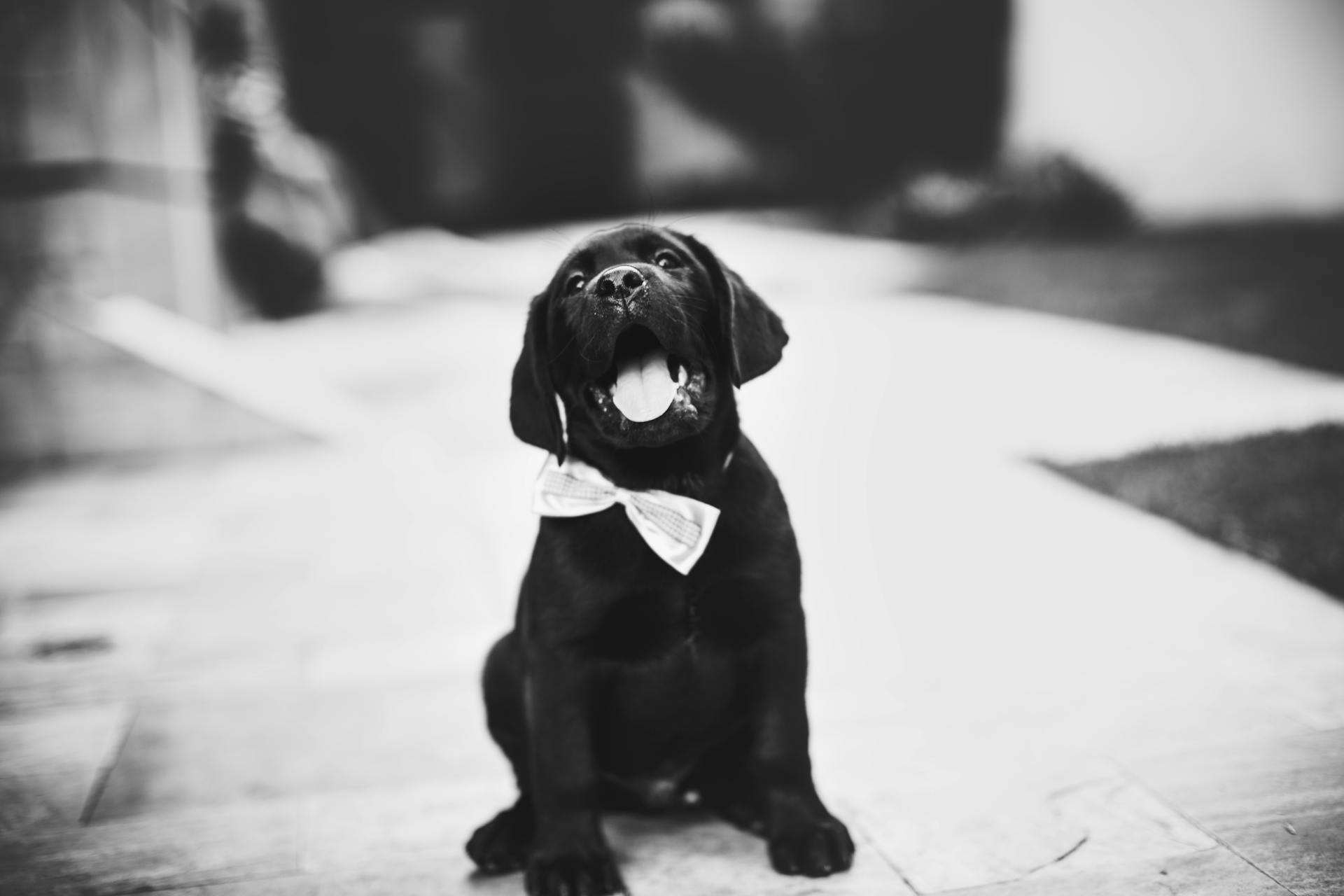 Un chiot labrador retriever sur une photo en échelle de gris