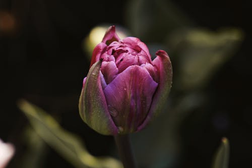 天性, 戶外, 植物群 的 免费素材图片