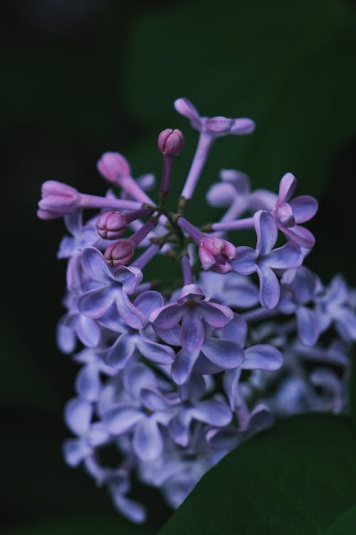 Foto stok gratis berbunga, berkembang, bunga ungu