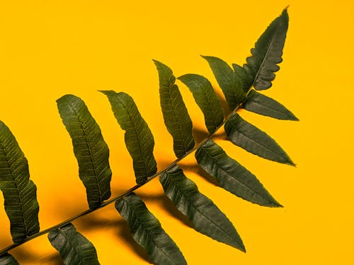 Green Leaves on Yellow Surface 