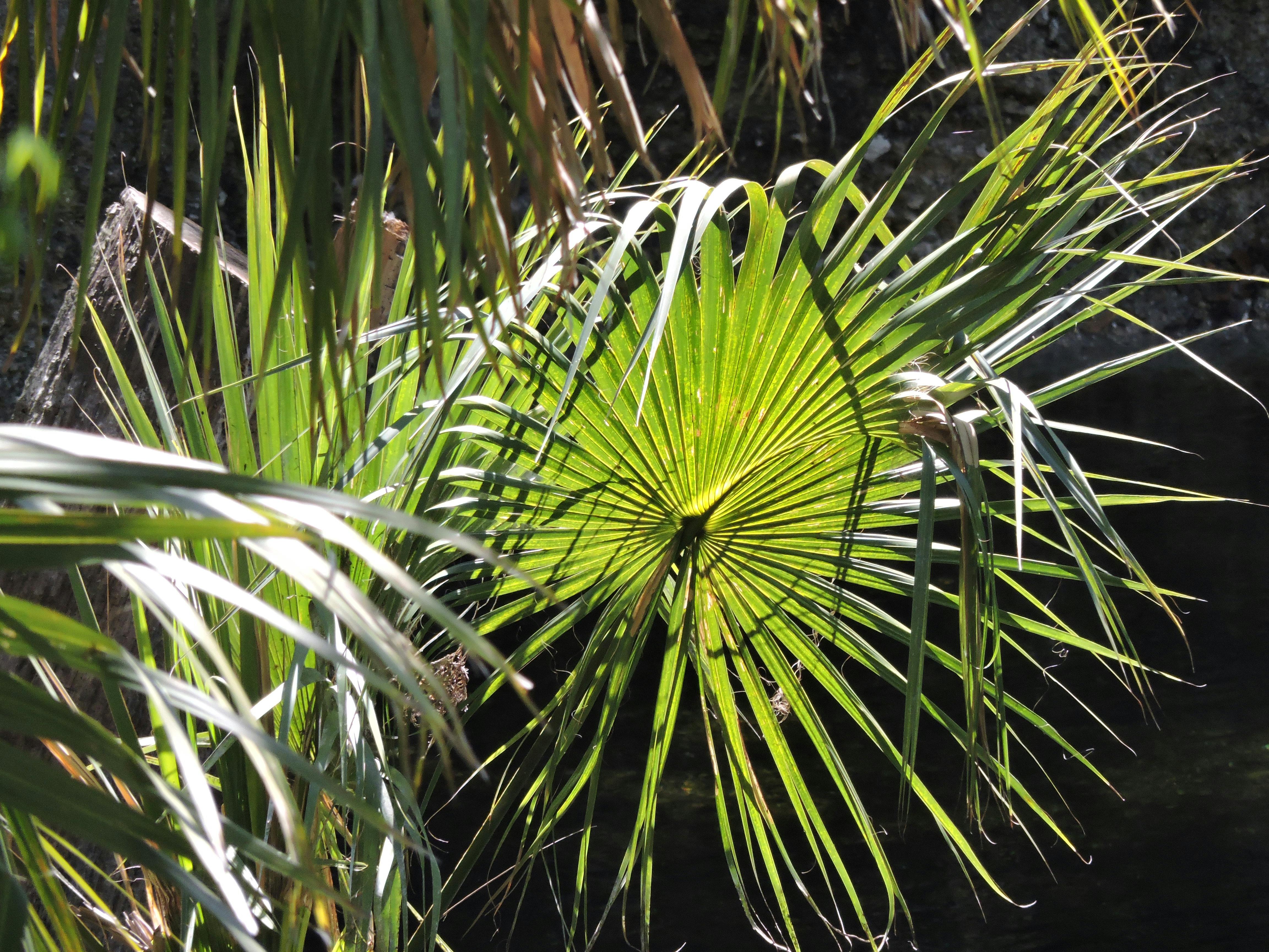 Free stock photo of fan palm, palm leaves, palm tree