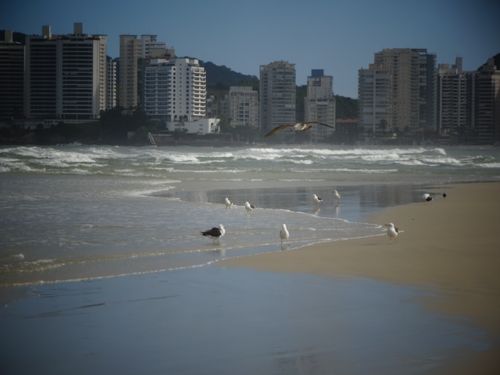 Free stock photo of beach, birds, brazil Stock Photo
