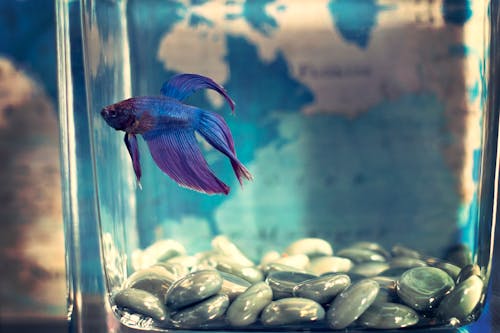 Free Purple Betta Fish on an Aquarium  Stock Photo