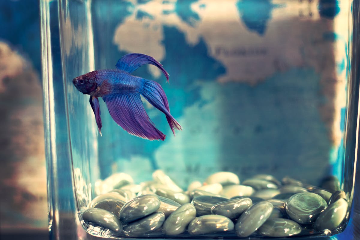 Betta viola vicino alla superficie dell'acqua in un acquario trasparente