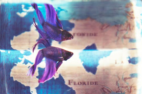 Free Close Up Photo of Purple Betta Fish Stock Photo