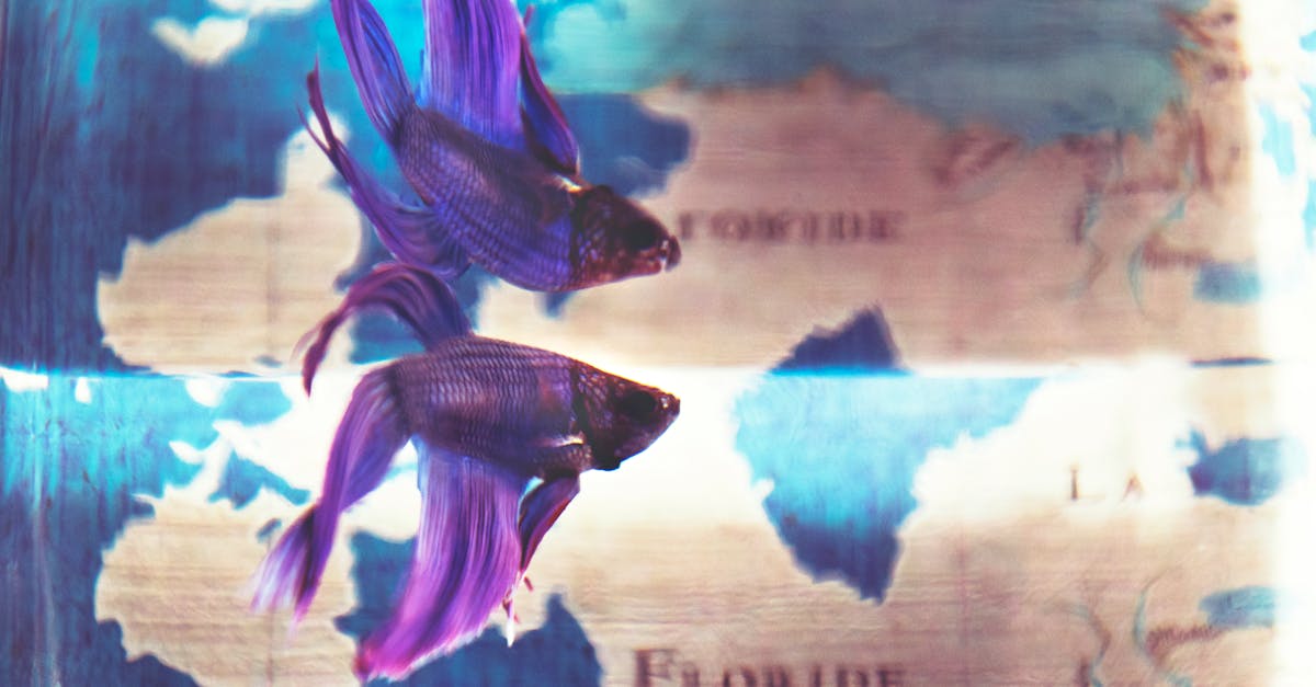 Inside the Lake Fishing Landscape: A 2025 Overview