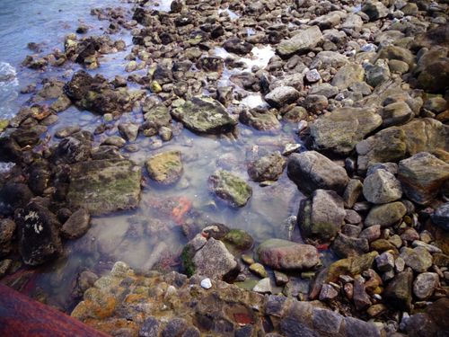 Free stock photo of beach, brazil, guarujá Stock Photo