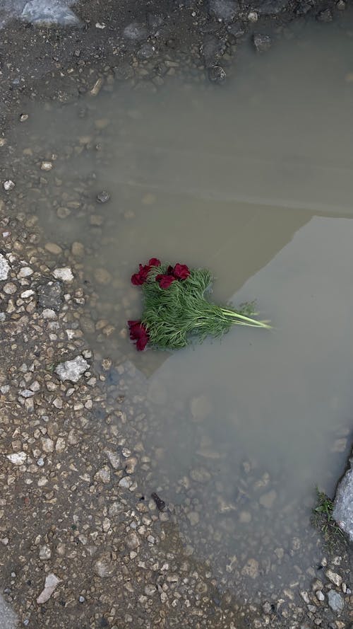 Red Flowers Floating in a Body of Water