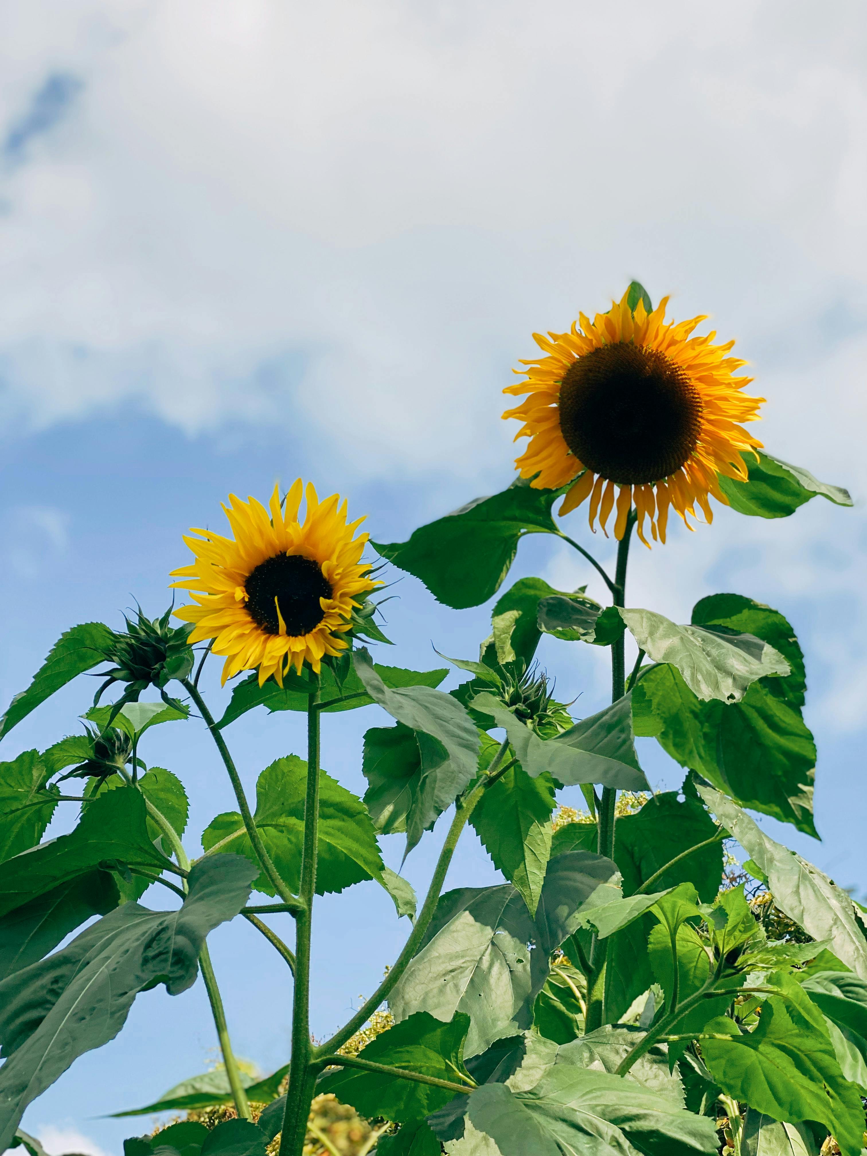 Yellow Sunflowers · Free Stock Photo