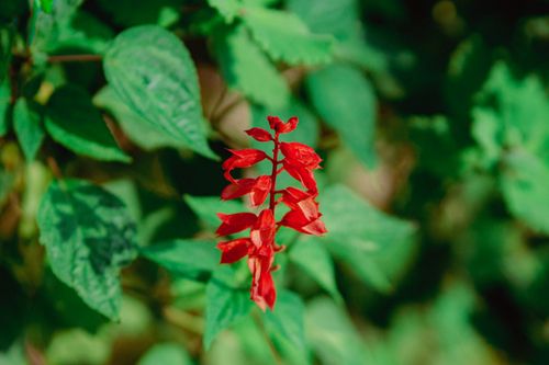 Free Close-up of a vibrant red salvia flower amidst lush green foliage, showcasing natural beauty. Stock Photo